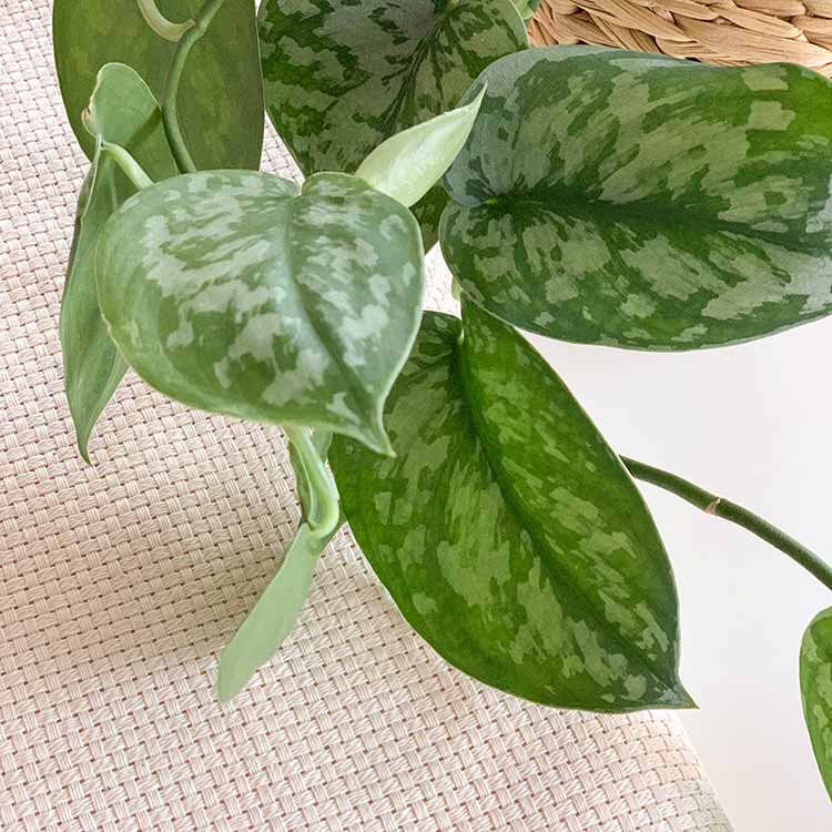 7 count monk's cloth